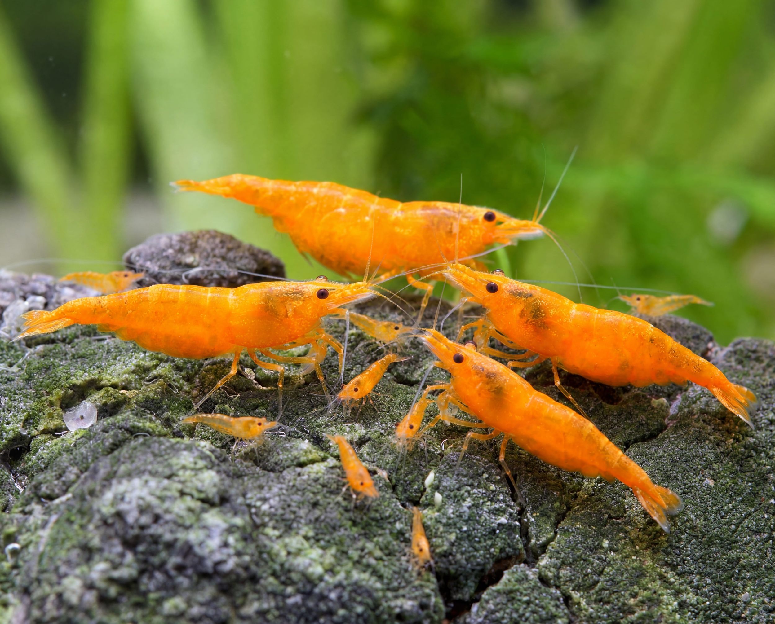 Neocaridina davidi (Orange Fire Shrimp)